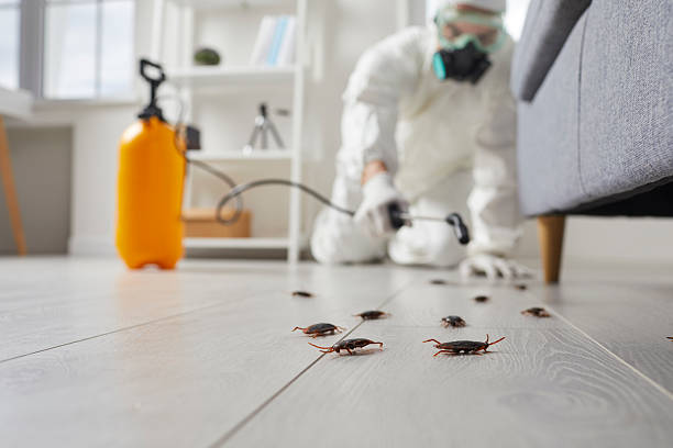 Post-Treatment Bed Bug Interceptor Monitoring in Herald